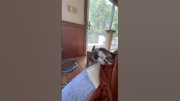 I’m SO happy she chose me over her catnip-infused scratching pad