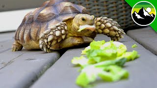 How Much Can A Tortoise Eat?! - A Green Bean Movie