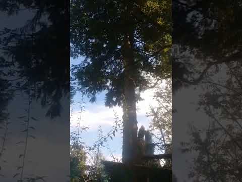 Video: Apakah pokok cedar?