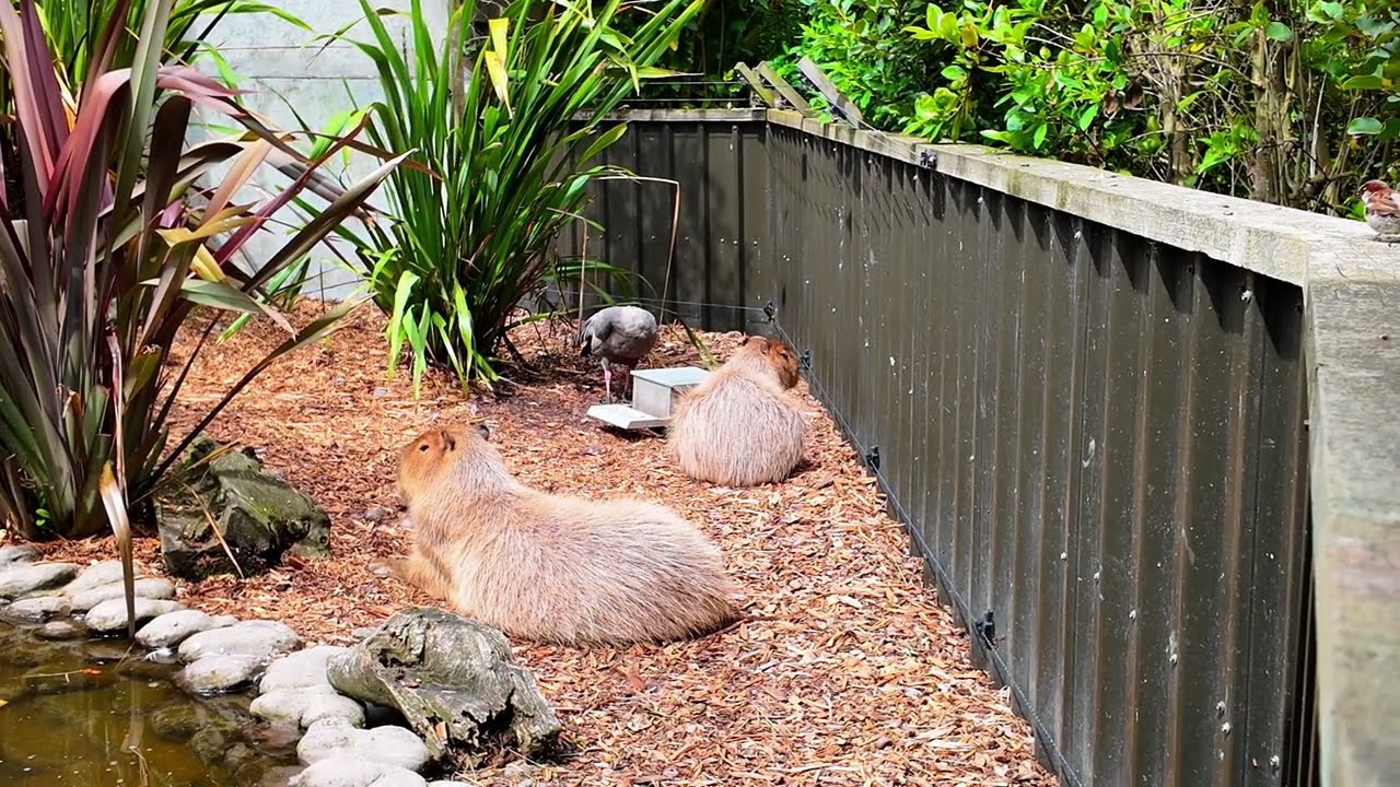 ⁣Capybara's Munchin' on some Lunch & Feeding Blue-eyed Eels Willowbank Wildlife Reserve New Zealand