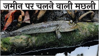 Zameen par chalne wali machli | जमीन पर चलने वाली मछली | Mudskipper Fish in hindi