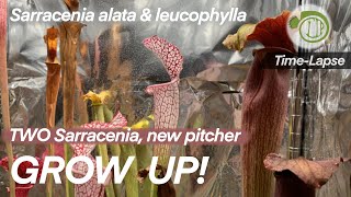 TWO American Pitcher Plant, new pitcher grow Up! || Sarracenia || time lapse || Carnivorous Plants