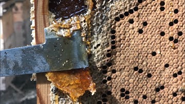 Khi nào thì nên dùng thùng kế nuôi ong 8 cầu - Ong Xanh BeeKeeping