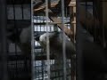 Burung Kutilang Yang Suda Jadi Meski Malam Haripun Tetap Kicau Ya gaess