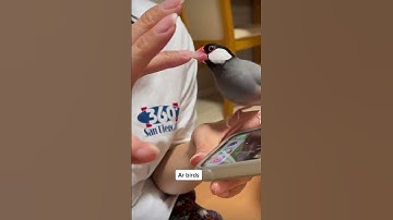Is this little Java sparrow bird angry or excitted😍🙄