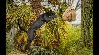 The World's Most Agile Animals!