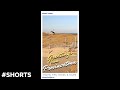 Provincetown Dunes &amp; Life Saving Station at Race Point Beach #Shorts