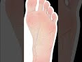 🧠Why Are Feet So Ticklish? | The Science of Touch and Reflexes