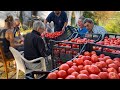 250 kg di pomodori, e a dirigere &egrave; ancora la nonna 