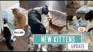 Bugs And Bees Update