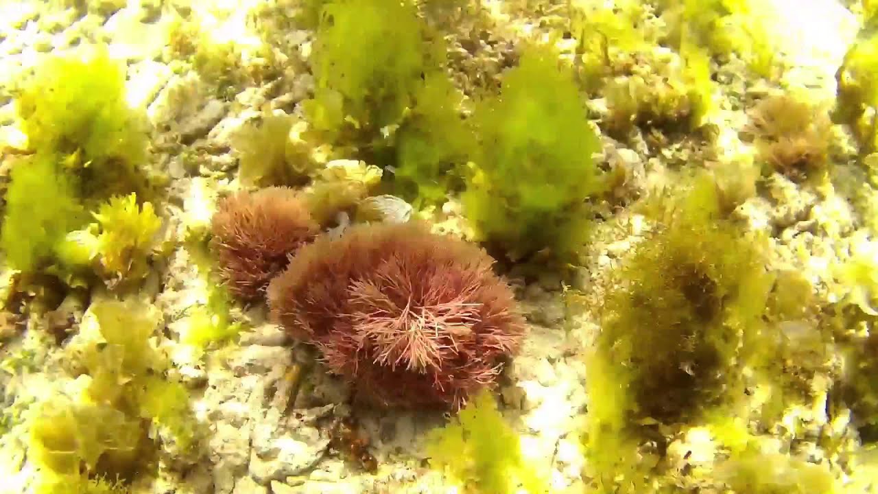 Under the sea - Panglao - YouTube