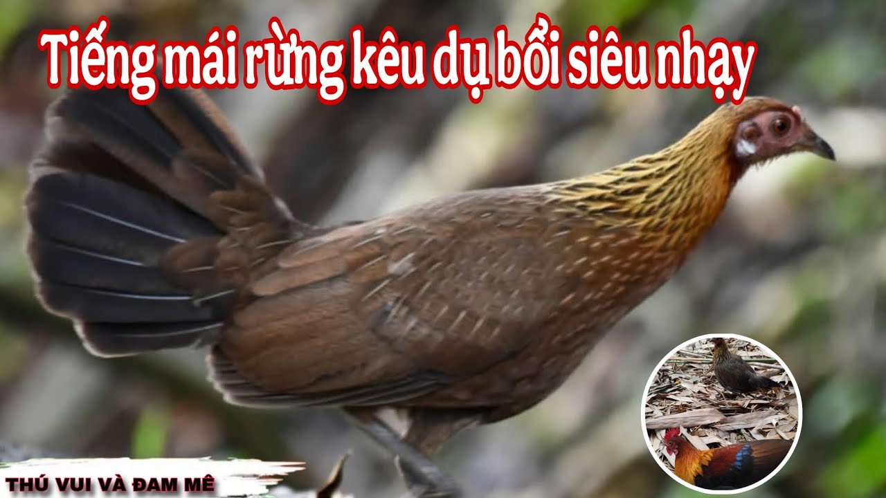 Tiếng gà mái rừng kêu dụ bổi trống cực nhạy mới nhất 2026 @ThuVuiVaDamMe98