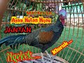 SUARA AYAM HUTAN HIJAU JANTAN NGEKEK DAK BERKOKOK||COCOK BUAT MASTERAN ATAU PIKAT.