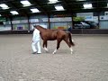 Klassiek gelderlander paarden stamboek kgps hengst gothiek