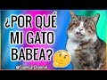 ¿Por Qué Mi Gato Babea? 10 Razones - SiamCatChannel
