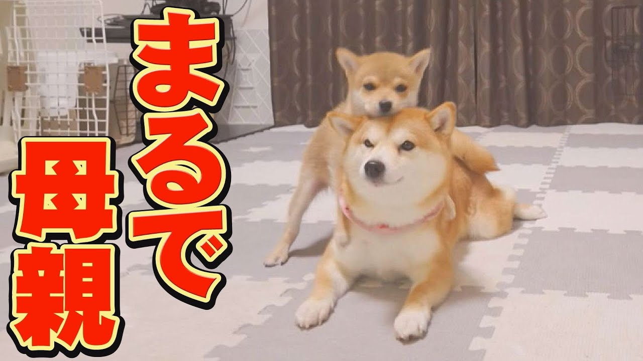 子犬を決して怒らない、慈愛に満ちた姉柴犬に感動しました・・・