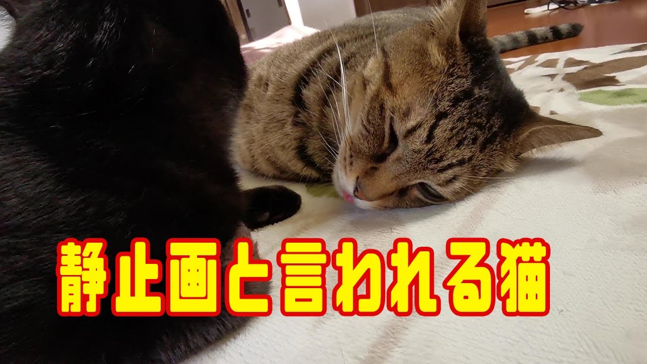 猫人気 人気no 1の猫は Youtube
