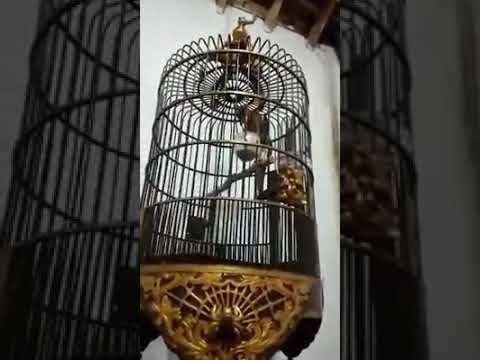 Suara Burung Anis Merah Gacor Mabukk Youtube