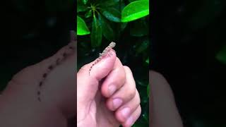 Holding a Baby Gecko