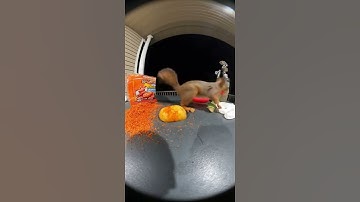 🔥😱 Squirrel Covers Bun in Extreme Spice!