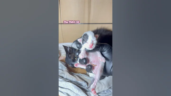 Watch the video about Revealing the adorable faces of 5 newborn kittens #shorts #short #shortvideo #shortsyoutube