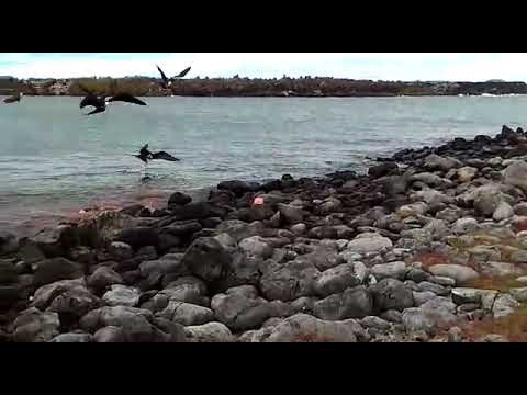 Graphic content warning: Galapagos Sea Lion predated by a Galapagos Shark