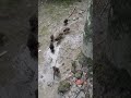 ইনকিউবেটরে  ফোটানো মা ছাড়া হাঁসের ছানা