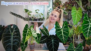видео: ПЕРЕСАДКА АЛОКАЗИЙ😍Замешиваю субстрат, показываю корни, пересаживаю деток из мха и многое другое 😉 картинка: ПЕРЕСАДКА АЛОКАЗИЙ😍Замешиваю субстрат, показываю корни, пересаживаю деток из мха и многое другое 😉