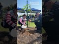 York's Historic Tree Arboretum now includes a Jimmy Carter pecan tree