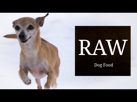 homemade-raw-dog-food---small-dog-edition