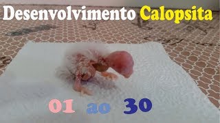 Crescimento da Calopsita  Desenvolvimento  de 01 dia à 30 dias de Vida