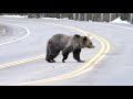 Grizzly Bear Fritter in Grand Teton National Park 4-26-2021