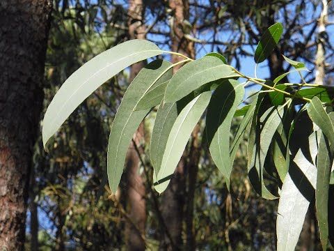 Vidéo: Eucalyptus et vent - Comment prévenir ou traiter les dommages causés par le vent aux eucalyptus