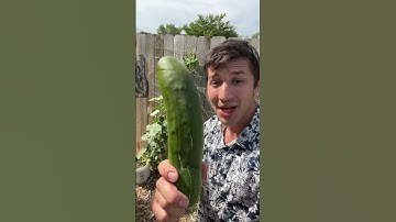 Don’t let your Cucumbers get too BIG!!!