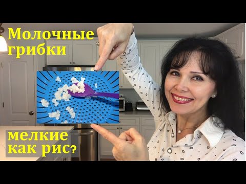 Как вырастить в домашних условиях молочный гриб