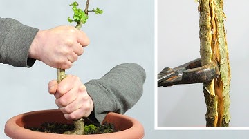 Using branch splitters to bend a deciduous tree trunk.