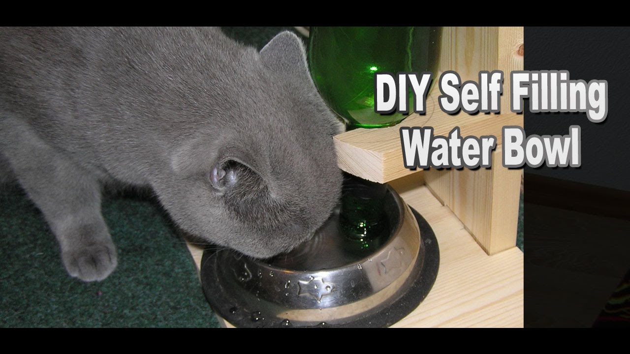 DIY Self Filling Water Bowl for Your Cat YouTube