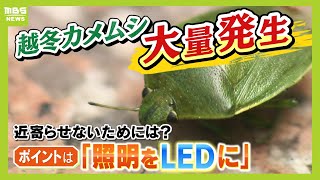 【カメムシ異常発生】過去10年で最大…近づかせないためには「照明をLEDにチェンジ」くさい臭いには「刺激しないこと」がポイント