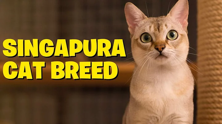 Watch the video about The Charming Singapura Cat Breed- Everything You Need to Know