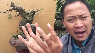 3 Bước cơ bản để tạo nên cây bonsai  đẹp và nhanh