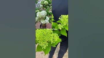 Cẩm tú cầu thân gỗ | 092.692.2886 #nhavuonhuyhoang #camtucau