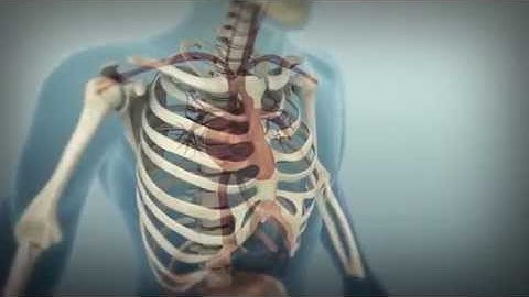 eCos2 Pecta Clear English