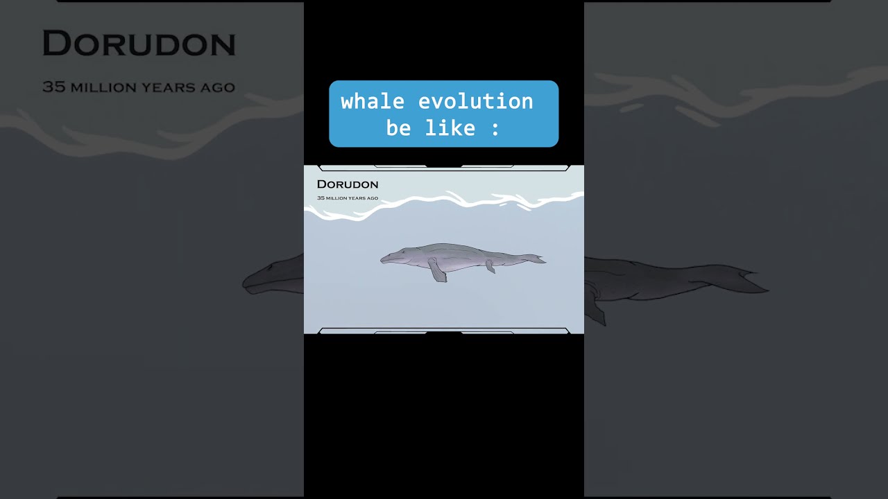 Whale Evolution Be Like