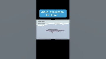 Whale evolution be like :#evolution