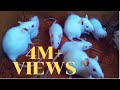 White rats family enjoying chapati  funny white rat cute rats mouse