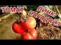 Томат ПИНК ПАРАДАЙЗ. Плохое растение, но отличный вкус.