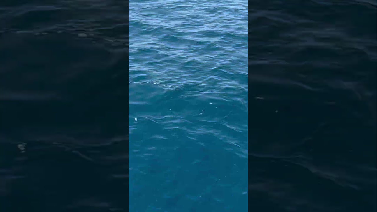 Pelagic Ray spotted today 7/12/25