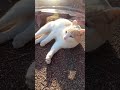 野良猫が膝の上に乗ってきた