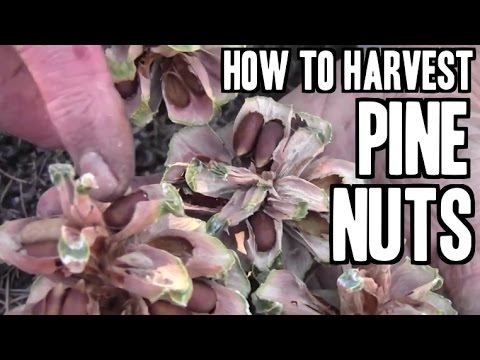 Video: Penuaian Kacang Pine - Petua Cara Menanam Kacang Pine dan Menuainya