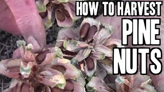 How to Harvest Pine Nuts in the Forest